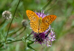 silver-washed fritillary (<i>Argynnis paphia</i>); photo: G. Dyker