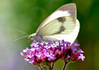 large white, cabbage white (<i>Pieris brassicae</i>) on Argentinian vervain (<i>Verbena bonariensis</i>, Verbenaceae); photo: G. Dyker