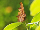 comma (<i>Polygonia c-album</i>); photo: G. Dyker