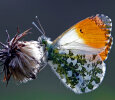 orange tip (<i>Anthocharis cardamines</i>), male; photo: K.D. Kaufmann