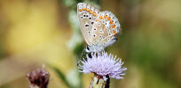 common blue butterfly (<i>(Polyommatus icarus</i>), female; photo: G. Dyker