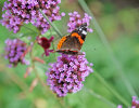 red admiral (<i>Vanessa atalanta</i>) on Argentinian vervain (<i>Verbena bonariensis</i>, Verbenaceae); Foto: G. Dyker