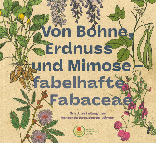 Cover Broschüre Fabelhafte Fabaceae