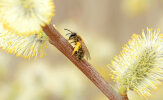 small sallow mining bee (<i>Andrena praecox</i>, female) - appears very early in the year, specialised on willows (<i>Salix</i> spp.,Salicaceae); photo: C. Bause