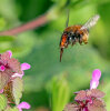 hairy-footed flower bee (<i>Anthophora plumipes</i>, female) on purple dead-nettle (<i>Lamium purpureum</i> Lamiaceae) - a very early, unspecialised species; photo: C. Bause