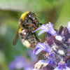 garden bummble bee (<i>Bombus hortorum</i> worker) on bugle (<i>Ajuga reptans</i>, Lamiaceae); photo: C. Bause