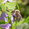 common mourning bee (<i>Melecta albifrons</i>) auf ground ivy (<i>Glechoma hederacea</i>, Lamiaceae) - brood parasite of the hairy-footed flower bee (<i>Anthophora plumipes</i>); photo: C. Bause