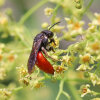 white-lipped blood bee (<i>Sphecodes albilabris</i>, female), brood parasite of the spring mining bee (<i>Colletes cunicularius</i>) and other species of wild bee; photo: C. Bause