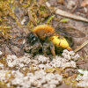 Clark's mining bee (<i>Andrena clarkella</i>, female) specialised on willows (<i>Salix</i> spp., Salicacae); photo: C. Bause