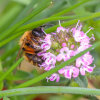 buffish mining bee (<i>Andrena nigroaenea</i>, female) on flowers of summer savoury (<i>Satureja hortensis</i>, Lamiaceae) - unspecialised species; photo: C. Bause