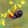 red-tailed bumblebee (<i>Bombus lapidarius</i>, worker) on sweet yellow clover (<i>Melilotus officinalis</i>, Fabaceae); photo: C. Bause