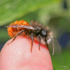 European orchard bee (<i>Osmia cornuta</i>, male) unspecialised, common species; photo: C. Bause