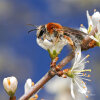 early mining bee (<i>Andrena haemorrhoa</i>, female) on sloe (<i>Prunus spinosa</i>), unspecialised, common species; photo: C. Bause