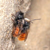 European orchard bee (<i>Osmia cornuta</i>) - mating (female below), unspecialised, common species; photo: C. Bause