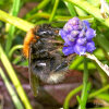 tree bumblebee (<i>Bombus hypnorum</i>, queen) on grape hyacinth (<i>Muscari</i> spec.); photo: C. Bause