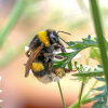 white-tailed bumblebee (<i>Bombus</i> cf. <i>lucorum</i>, worker) on cow parsley (<i>Anthriscus sylvestris</i>, Apiaceae); photo: C. Bause