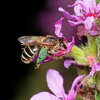 blackish blunt-horn (<i>Melitta nigricans</i>, female) on purple loosestrife (<i>Lythrum salicaria</i>, Lythraceae) - the green pollen on the hind legs belongs to purple loosestrife; photo: C. Bause