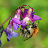 </i>common carder bee (<i>Bombus pascuorum</i>) on spring vetch (<i>Lathyrus vernus</i>, Fabaceae); photo: C. Bause