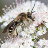 broad-faced mining bee (<i>Andrena proxima</i>, female) on ground elder (<i>Aegopodium podograria</i>, Apiaceae), specialised on members of the carrot family (Apiaceae); photo: C. Bause