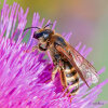  great banded furrow-bee (<i>Halictus scabiosae</i>, female), largely unspecialised, social species forming small colonies; photo: C. Bause