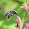 blue mason bee (<i>Osmia caerulescens</i>, female) on hedge woundwort (<i>Stachys sylvatica</i>, Lamiaceae), unspecialised species; photo: C. Bause