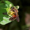 bryony mining bee (<i>Andrena florea</i>, female) - specialised on bryony (<i>Bryonia</i> spp., Cucurbitaceae); photo: C. Bause