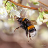 large earth bumblebee (<i>Bombus terrestris</i>, wueen) on fragrant  honeysuckle (<i>Lonicera fragantissima</i>, Caprifoliaceae); photo: C. Bause