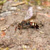 early nomad bee (<i>Nomada leucophthalma</i>, female) brood parasite of Clark's mining bee (<i>Andrena clarkella</i>); photo: C. Bause